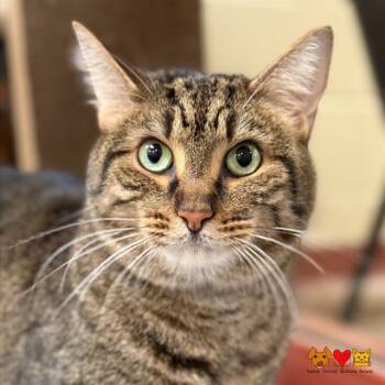 Rescue Domestic Short Hair Cats for Adoption in Aliquippa, Pennsylvania - CLYDE | PetCurious