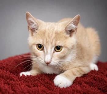 Hansel -  Domestic Short Hair Cat for Adoption in Bowling Green, Kentucky - Hansel | PetCurious
