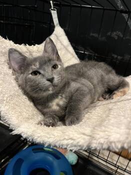 Annabeth -  Domestic Short Hair Cat for Adoption in Emerald Isle, North Carolina - Annabeth | PetCurious