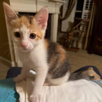 Chai -  Domestic Short Hair Cat for Adoption in Cumming, Georgia - Chai | PetCurious