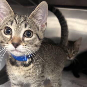 Zucchini Stick -  Domestic Short Hair Cat for Adoption in Lakeland, Florida - Zucchini Stick | PetCurious