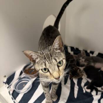 Madra -  Domestic Short Hair Cat for Adoption in Philadelphia, Pennsylvania - Madra | PetCurious