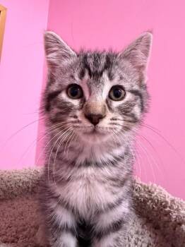 Macadamia "Mac"  * IN FOSTER * -  Domestic Short Hair Cat for Adoption in South Bend, Indiana - Macadamia "Mac"  * IN FOSTER * | PetCurious