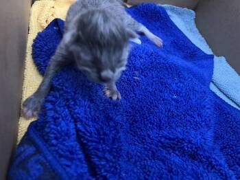 Domestic Short Hair Cats Available for Adoption in Dallas, Texas - ANGEL | PetCurious