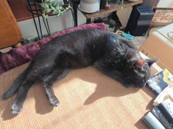 Frosty and Bubba -  Domestic Short Hair Cat Available for Adoption in Breinigsville, Pennsylvania - Frosty And Bubba | PetCurious