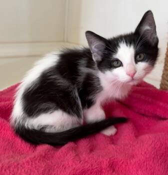 Alder -  Domestic Short Hair Cat Available for Adoption in Cambria, California - Alder | PetCurious