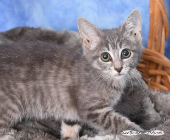 Panini -  Domestic Short Hair Cat for Adoption in Pittsboro, North Carolina - Panini | PetCurious
