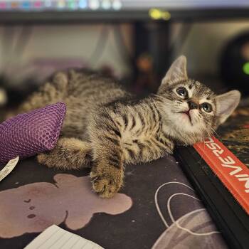 Rescue Domestic Short Hair Cats for Adoption in Escondido, California - Sunny | PetCurious