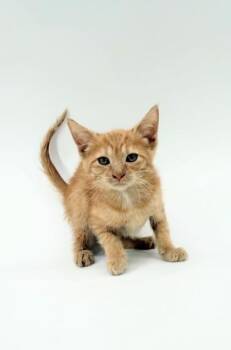 Goldie -  Domestic Short Hair Cat for Adoption in Morton Grove, Illinois - Goldie | PetCurious
