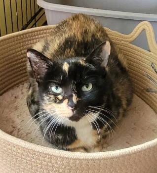 Rescue Domestic Short Hair Cats for Adoption in Broomall, Pennsylvania - Arbor Lea | PetCurious