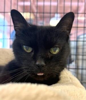 EUGENE -  Domestic Medium Hair Cat for Adoption in Fernandina Beach, Florida - EUGENE | PetCurious
