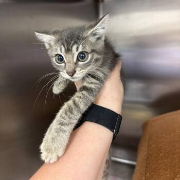 Silver -  Domestic Short Hair Cat for Adoption in Port Charlotte, Florida - Silver | PetCurious