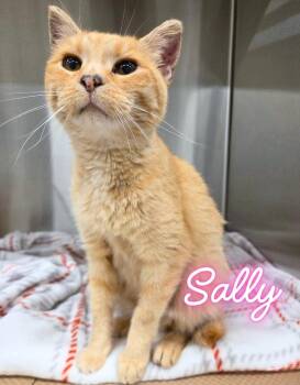 Sally -  Domestic Short Hair Cat for Adoption in Nevada, Iowa - Sally | PetCurious