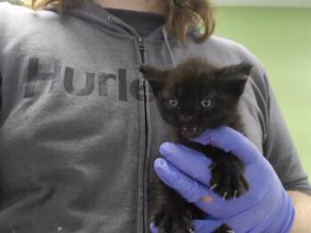 YELP -  Domestic Short Hair Cat for Adoption in Omaha, Nebraska - YELP | PetCurious