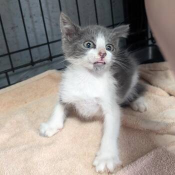 CAJC-Stray-173959 -  Domestic Short Hair Cat for Adoption in Jefferson City, Tennessee - CAJC-Stray-173959 | PetCurious