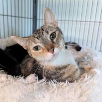 Lilian -  Tabby Cat for Adoption in Ocala, Florida - Lilian | PetCurious