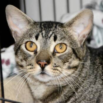 Bam Bam -  Domestic Short Hair Cat for Adoption in Los Angeles, California - Bam Bam | PetCurious