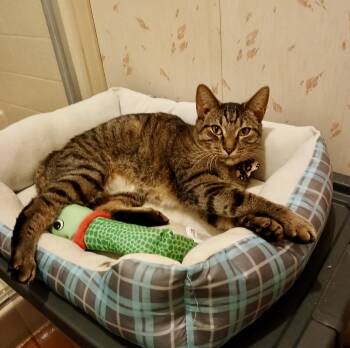 British Shorthair and Tabby Cats Available for Adoption - Kari And Baby Boy | PetCurious