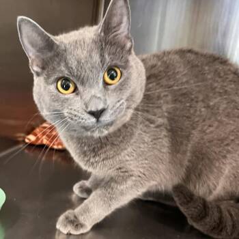 Leonardo -  Domestic Short Hair Cat Available for Adoption in Washburn, Missouri - Leonardo | PetCurious