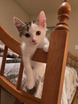 Rescue Domestic Medium Hair Cats for Adoption - Allie | PetCurious