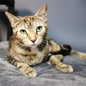Chai -  Domestic Short Hair Cat for Adoption in Lakeland, Florida - Chai | PetCurious