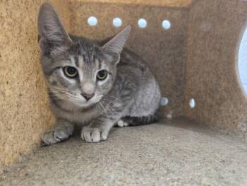 PABLO -  Domestic Short Hair Cat for Adoption in Hagerstown, Maryland - PABLO | PetCurious
