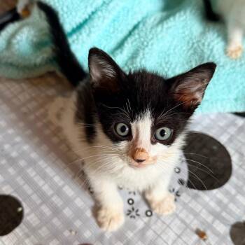 Biggie -  Domestic Short Hair Cat for Adoption in Jupiter, Florida - Biggie | PetCurious