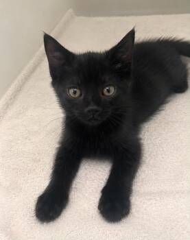 Bessie -  Domestic Short Hair Cat for Adoption in Columbia, Tennessee - Bessie | PetCurious