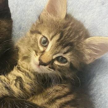 Chihiro -  Domestic Medium Hair Cat for Adoption in Las Vegas, Nevada - Chihiro | PetCurious