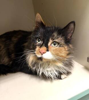 Domestic Short Hair Cats Available for Adoption - Mittsie | PetCurious