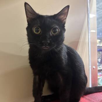 New Mexico -  Domestic Short Hair Cat for Adoption in Hemet, California - New Mexico | PetCurious