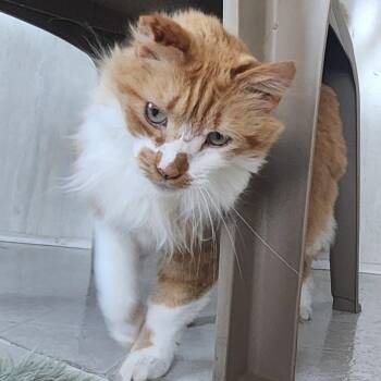 Maddie -  Domestic Long Hair Cat for Adoption in Berkeley Springs, West Virginia - Maddie | PetCurious