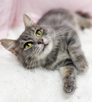 Julie is a joyful cuddlebug angel - still a kitten - EPIC VIDEO  -  Maine Coon and Tabby Cat for Adoption in Bedford Hills, New York - Julie Is A Joyful Cuddlebug Angel - Still A Kitten - EPIC VIDEO  | PetCurious