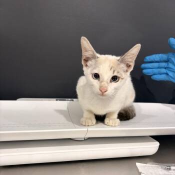 Whiskey Lemonade -  Siamese and Domestic Short Hair Cat for Adoption in Livingston, Texas - Whiskey Lemonade | PetCurious