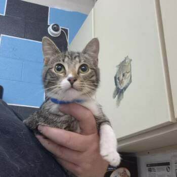 Domestic Short Hair Cats Available for Adoption in Ardmore, Oklahoma - Slink | PetCurious