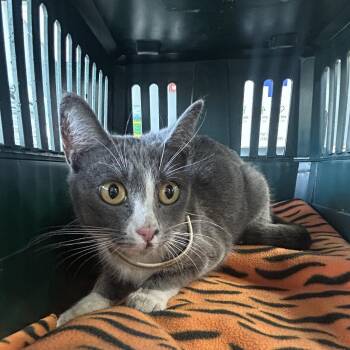 Domestic Short Hair Cats Available for Adoption in Newark, New Jersey - Lotus | PetCurious