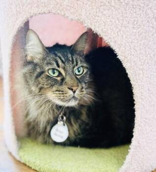 Domestic Long Hair and Domestic Short Hair Cats Available for Adoption - Peter Quince | PetCurious