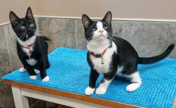 Zander bonded with Zane -  Domestic Short Hair Cat for Adoption in Hamilton, Ontario - Zander Bonded With Zane | PetCurious
