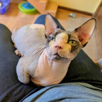 Sphynx Hairless Cat and Munchkin Cats Available for Adoption in Kenosha, Wisconsin - TUNA | PetCurious