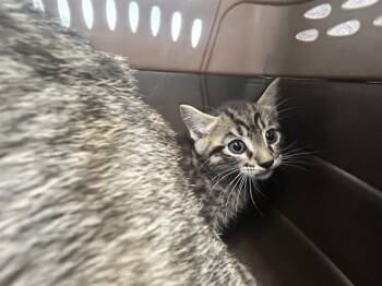 TERRENCE -  Domestic Short Hair Cat for Adoption in Ocala, Florida - TERRENCE | PetCurious