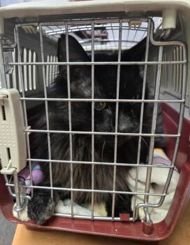 Domestic Medium Hair Cats Available for Adoption in Winnipeg, Manitoba - Baby Bear | PetCurious