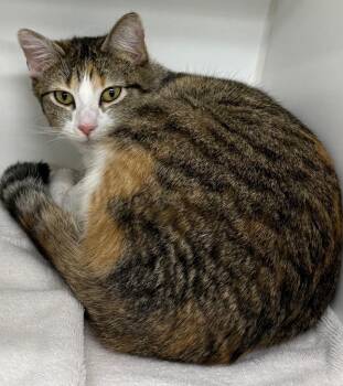 Willow -  Domestic Short Hair Cat Available for Adoption in Sapulpa, Oklahoma - Willow | PetCurious