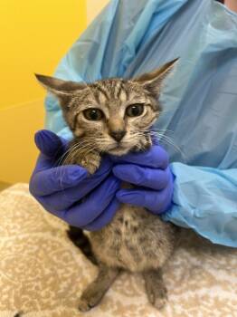 Caitlyn -  Domestic Short Hair Cat for Adoption in Raleigh, North Carolina - Caitlyn | PetCurious