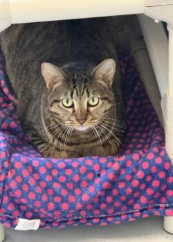 Domestic Short Hair Cats Available for Adoption in Springfield, Missouri - Elvis | PetCurious