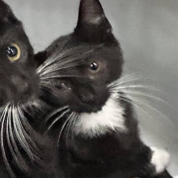 Tina -  Domestic Short Hair Cat for Adoption in Newark, New Jersey - Tina | PetCurious