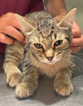 Maple Walnut -  Domestic Short Hair Cat for Adoption in Trenton, New Jersey - Maple Walnut | PetCurious