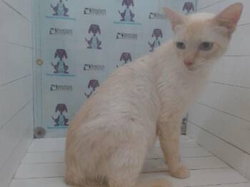 Domestic Short Hair and Siamese Cats Available for Adoption in Orlando, Florida - XIAO BAI | PetCurious