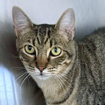 Lucian -  Domestic Short Hair Cat for Adoption in Falmouth, Massachusetts - Lucian | PetCurious