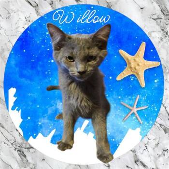 WILLOW -  Domestic Short Hair Cat Available for Adoption in Visalia, California - WILLOW | PetCurious