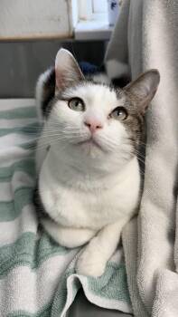 Chloe -  Domestic Short Hair Cat for Adoption in Melbourne, Florida - Chloe | PetCurious